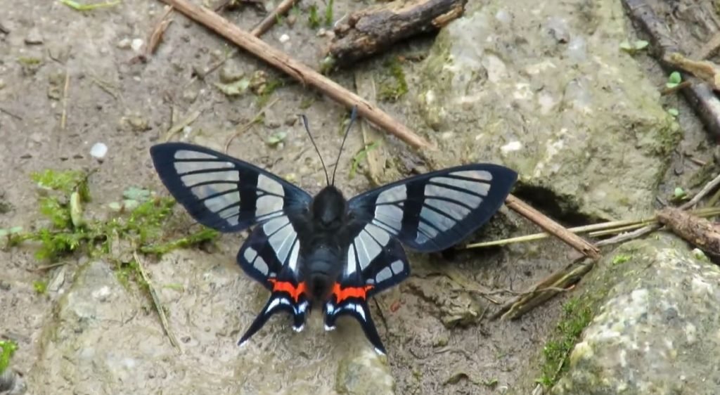Machu Picchu Butterfly Farm