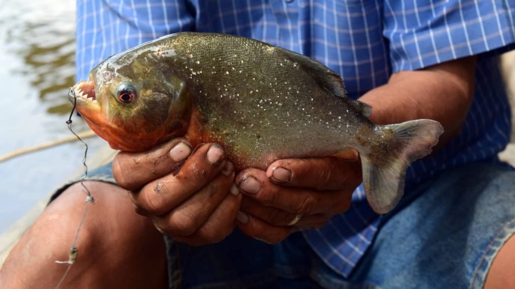 Pesca Deportiva en Perú