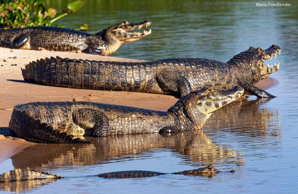 pantanal jaguar safaris