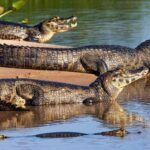 pantanal jaguar safaris