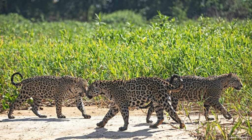 Facts and Curiosities About the Jaguar