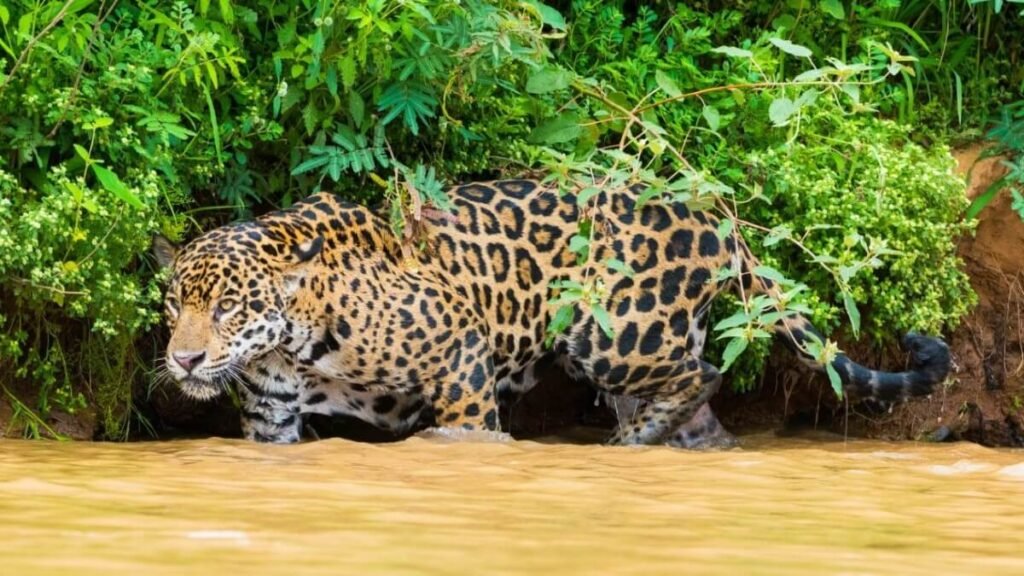 Pantanal Jaguar Safaris Vida Salvaje