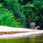 Biodiversidad del Pantanal en Brasil