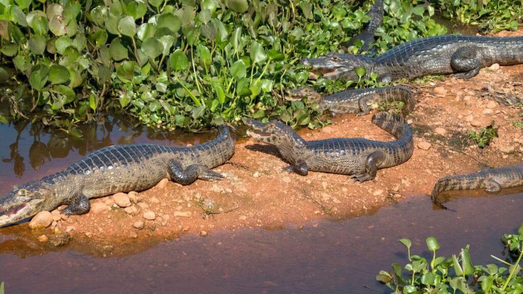 Caimanes del Pantanal