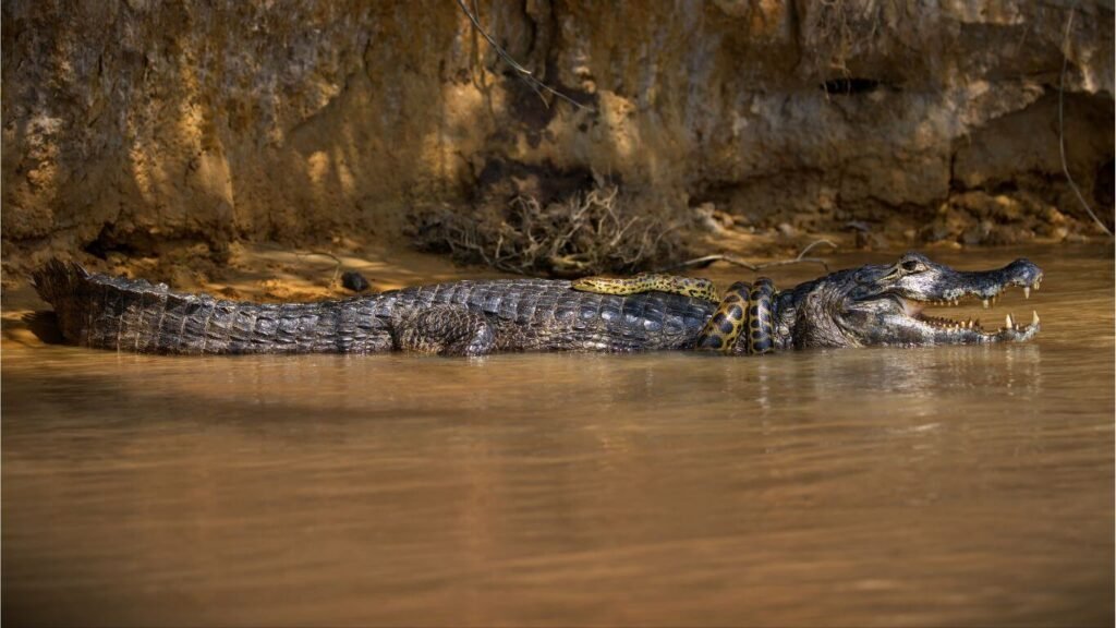 Caimanes del Pantanal