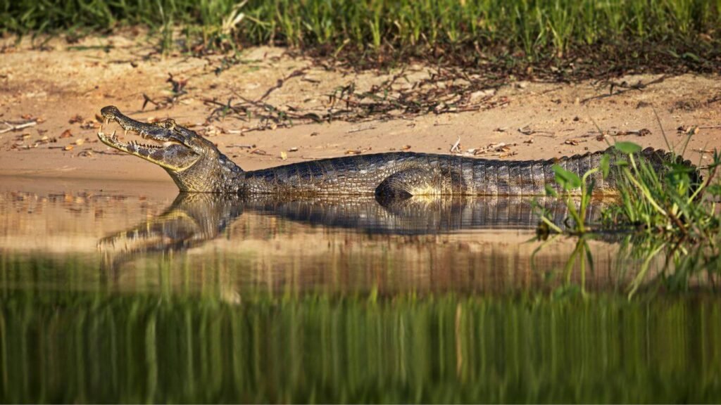 Caimanes del Pantanal