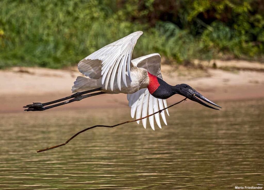 Las mejores excursiones en el Pantanal: Viaje inolvidable