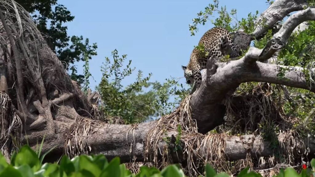 Discover the Best Time to Visit the Pantanal of Brazil