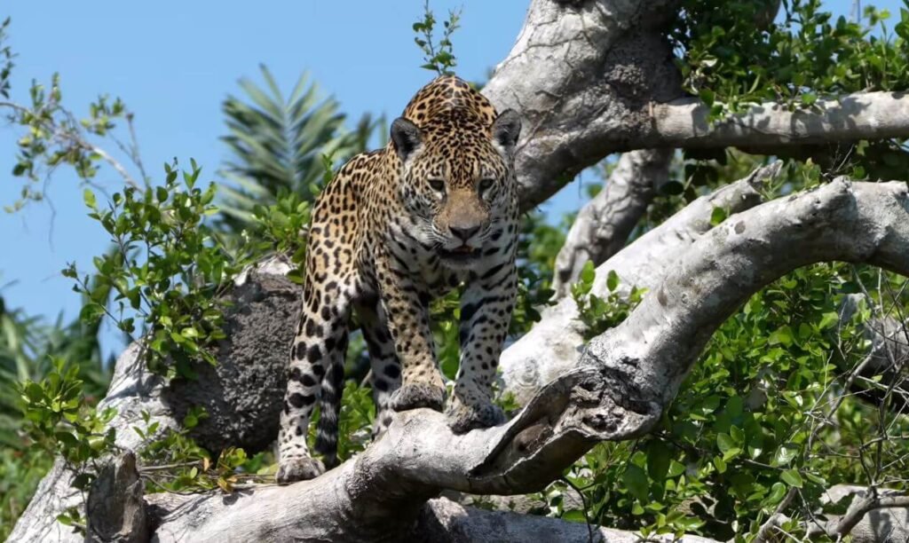 Passeios ao Pantanal durante a estação verde