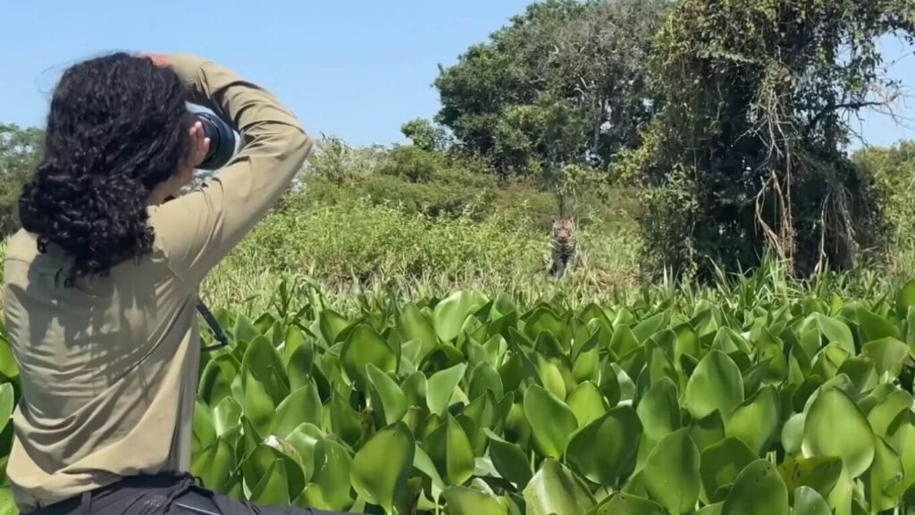 Tours al Pantanal durante la temporada verde