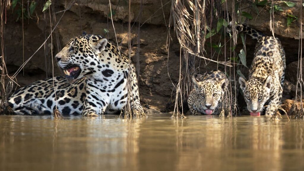 Os melhores destinos no Pantanal