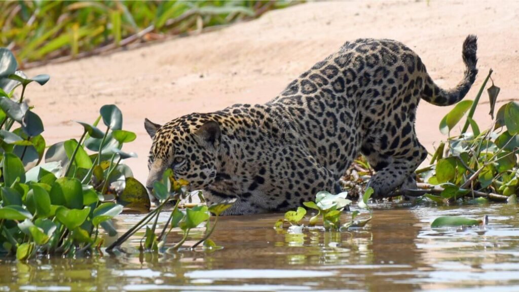 As melhores excursões no Pantanal: Viagem inesquecível