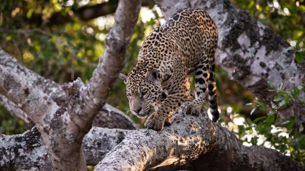 The best excursions in the Pantanal: Unforgettable trip