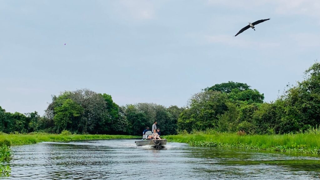 The best excursions in the Pantanal: Unforgettable trip