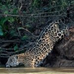 pantanal jaguar safari