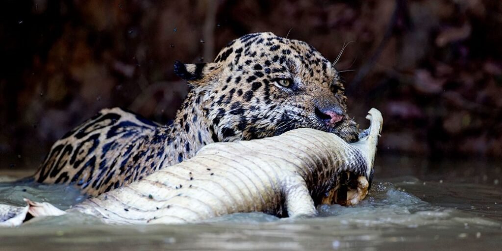 Best Time to See Jaguars in the Pantanal