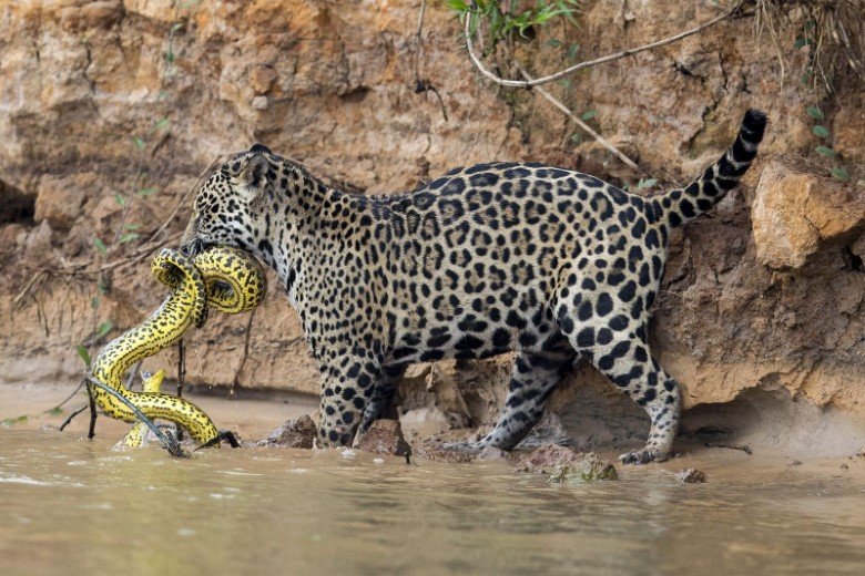 Best Time to See Jaguars in the Pantanal