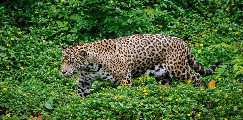 Best Time to See Jaguars in the Pantanal