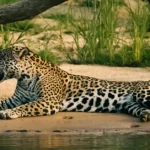 Pantanal Jaguar Safari 5 dias