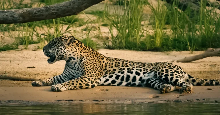 Pantanal Jaguar Safaris 5 days
