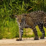 Pantanal Jaguar Safaris 6 dias Foto Tour