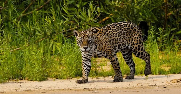 Pantanal Jaguar Safaris 6 dias Foto Tour