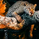 pantanal jaguar safaris