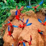 Tambopata Macaw Clay Lick 2 Days