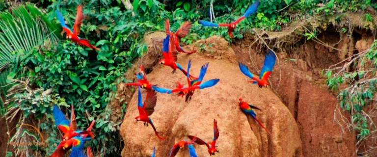 Tambopata Macaw Clay Lick 2 Days