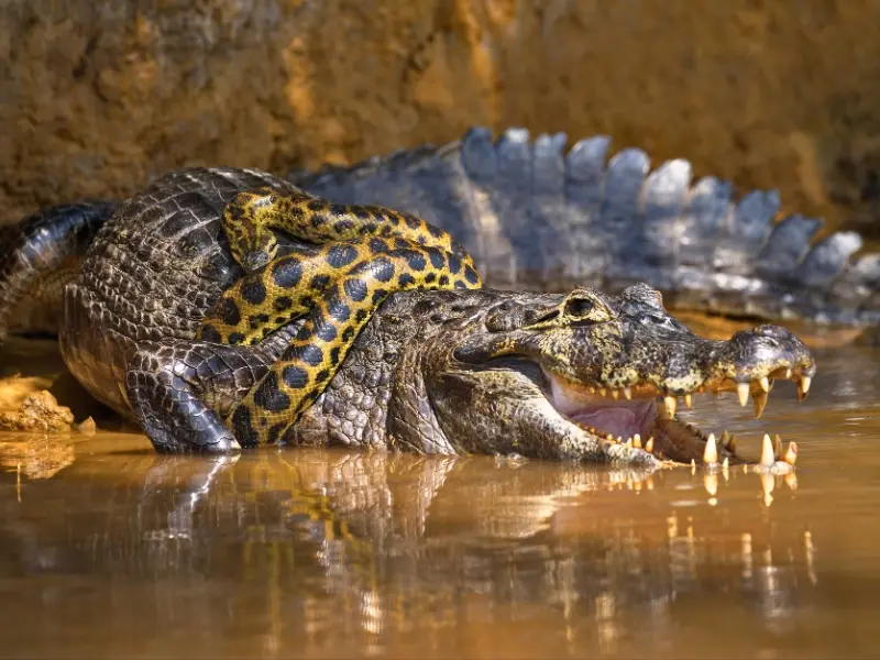 Pantanal safari tours en Brasil