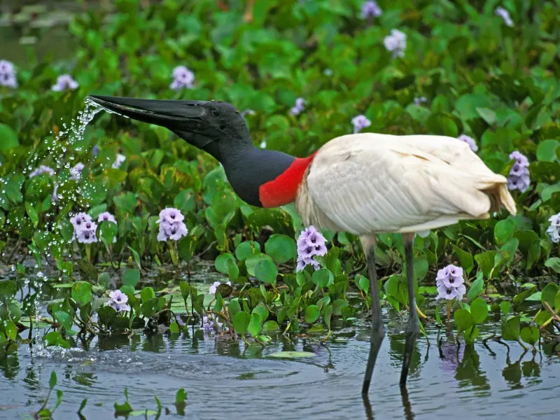 Passeio fotográfico no Pantanal