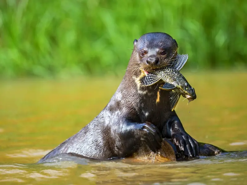 Pantanal en noviembre
