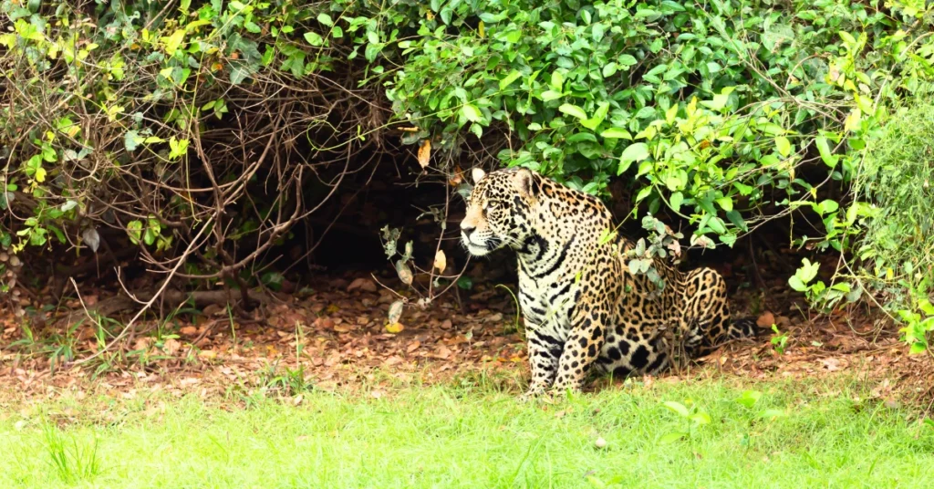 Pantanal en junio