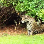 búsqueda de jaguares en Brasil
