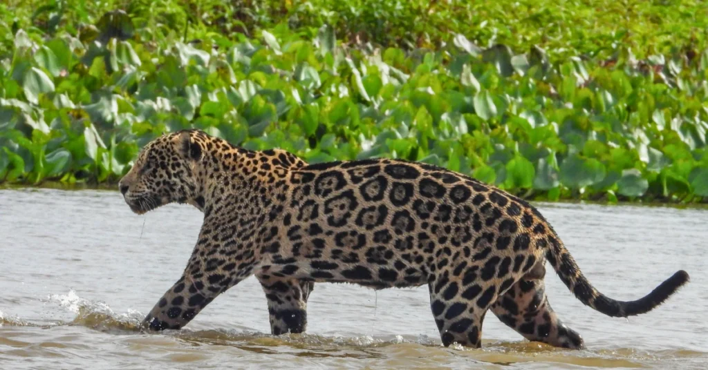 Pantanal in March