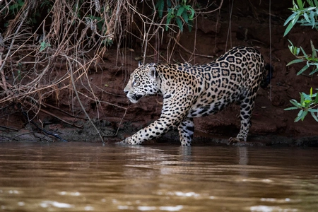 Pantanal Jaguar