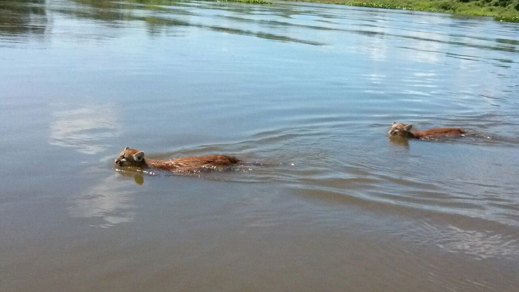 Río Cuiabá Mato Grosso