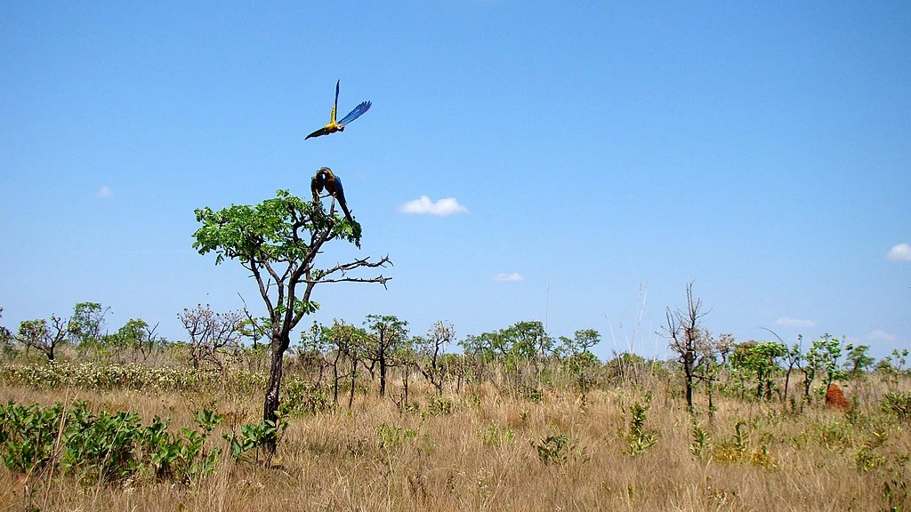 Emas National Park