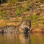 Pantanal safari tours en Brasil