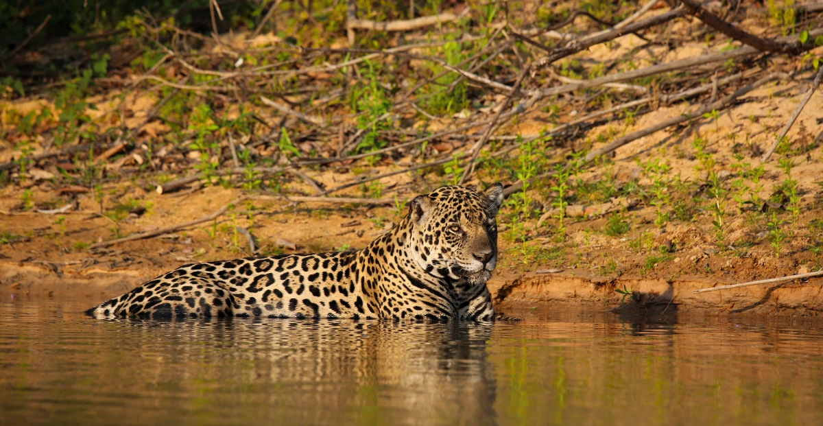 Pantanal safari tours en Brasil