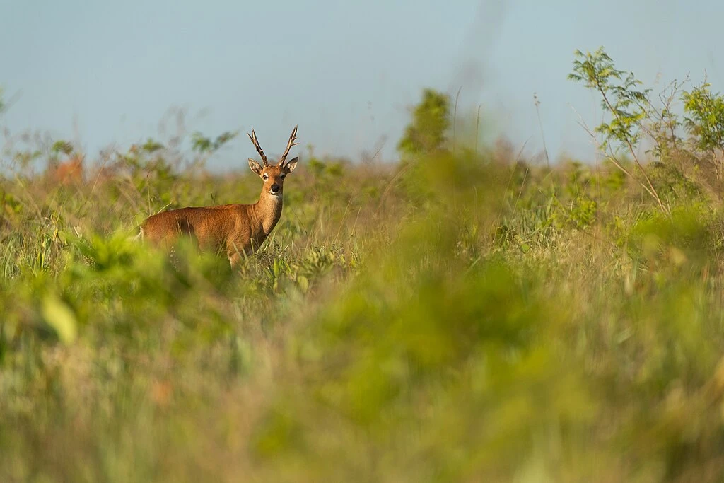 Emas National Park