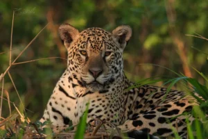 Pantanal Jaguar Safaris 3 Days in Brazil Camping