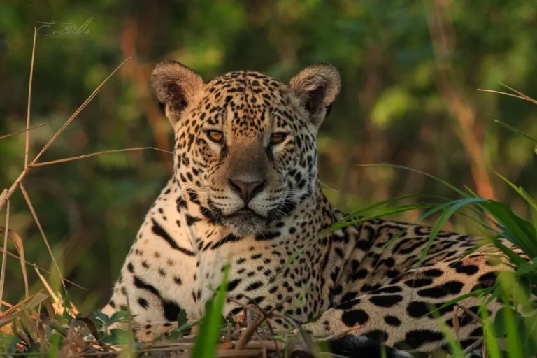 Pantanal Jaguar Safaris 3 Days in Brazil Camping