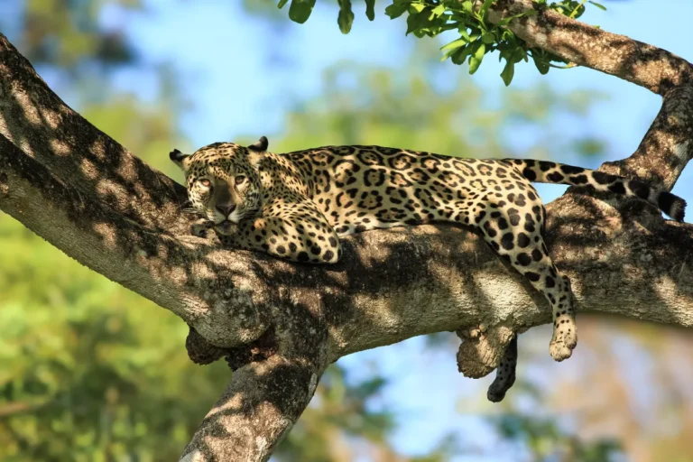 Pantanal Jaguar Safaris 4 Days in Camping