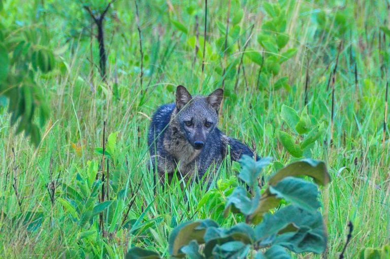 Emas National Park