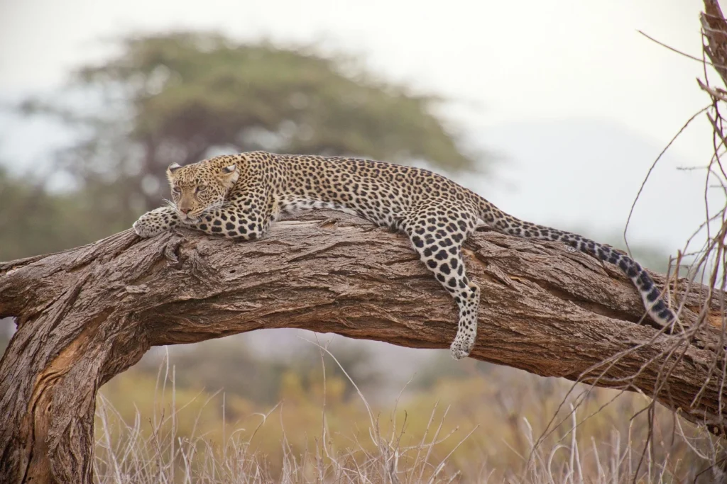 Jaguar Safari