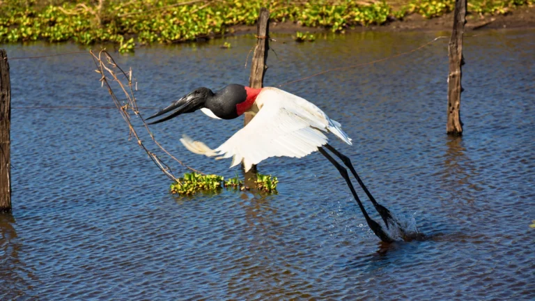 Best Tours in the Pantanal: Brazilian Wildlife Safari