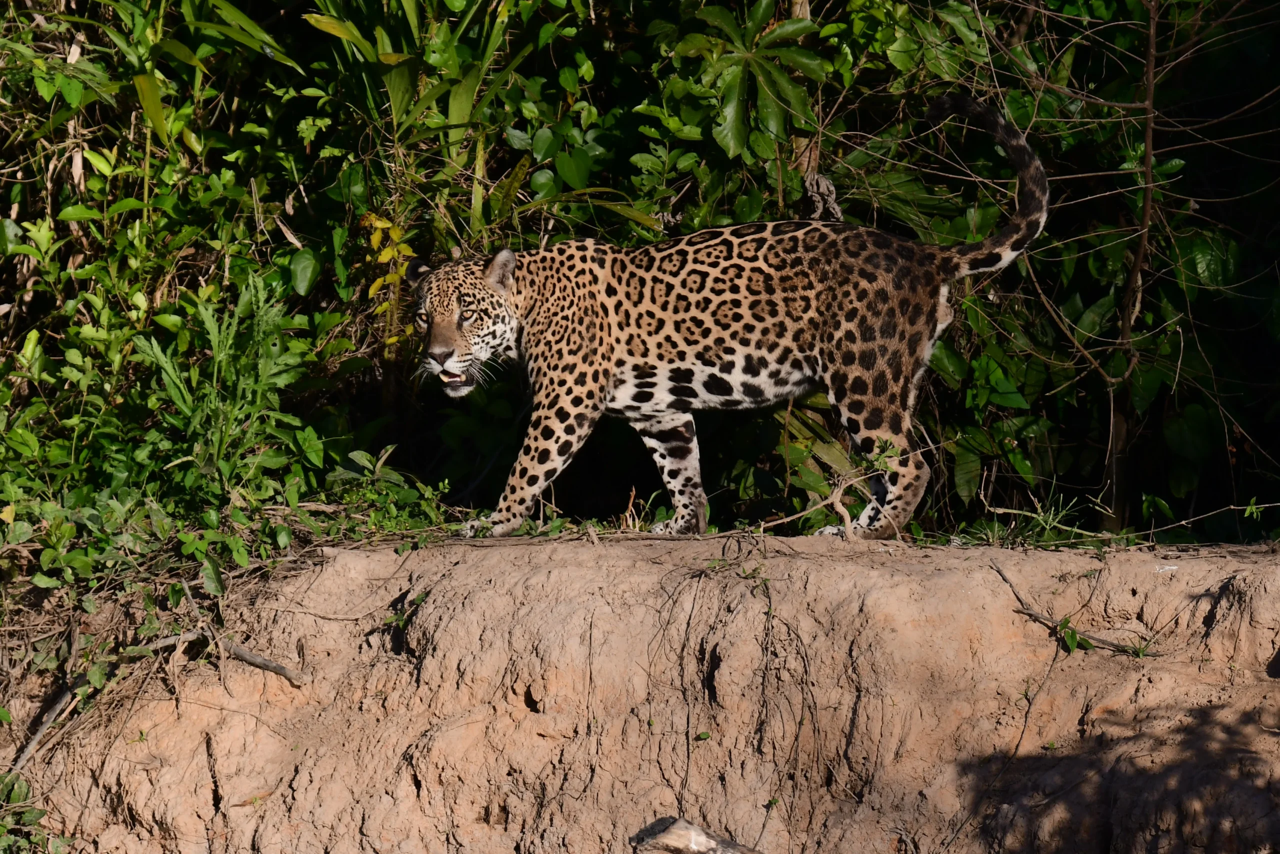 Epíceas De Uma Vista De Terra Na Floresta Tropical Brasileira Com Capa De  Folha Encantadora E Inclusão De Ilustração Stock - Ilustração de verde,  olhos: 304527735, image size:2560x1707