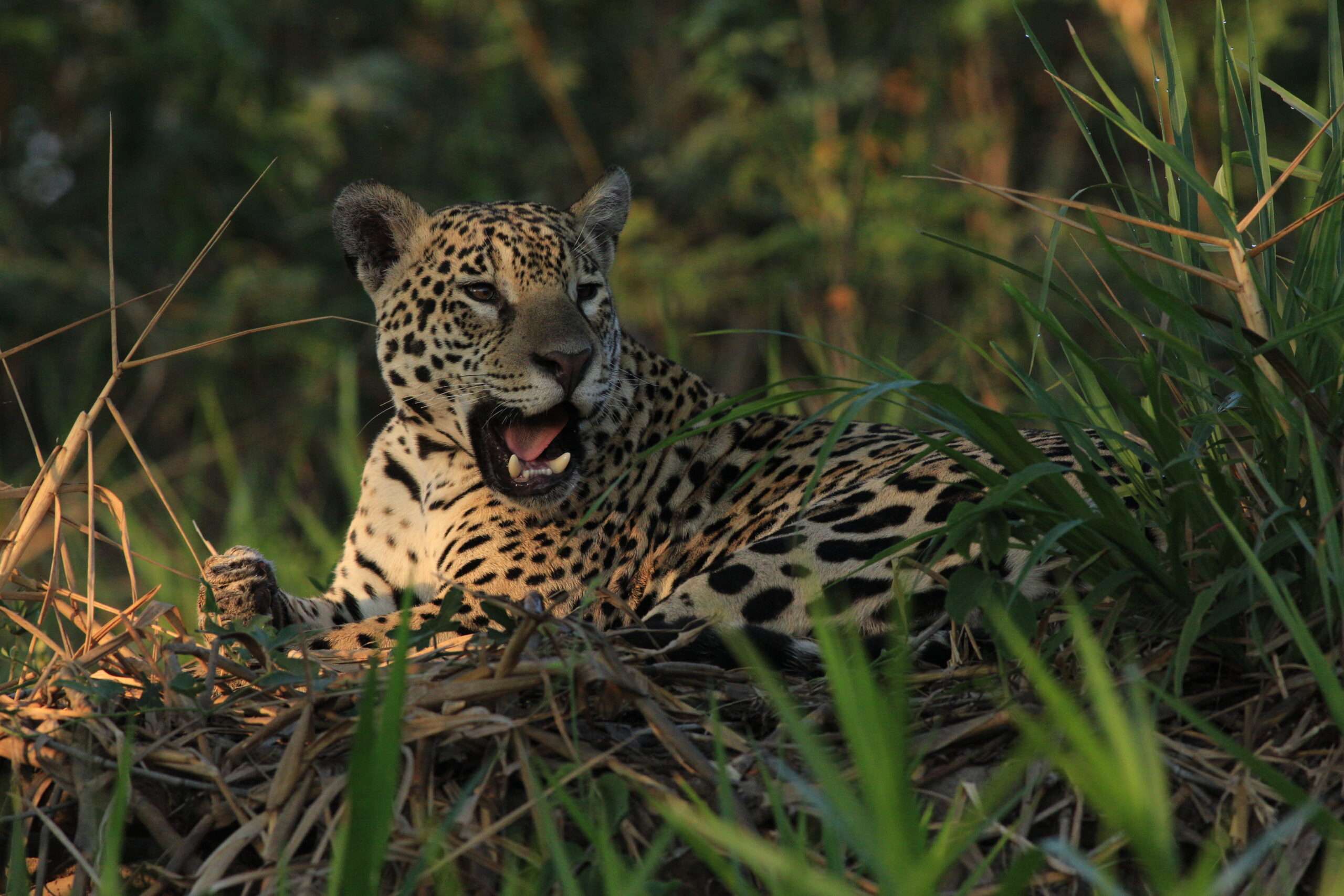 Tailor Made Background